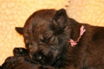 Baby Standard Schnauzer