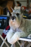 Willow