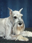 Rueger